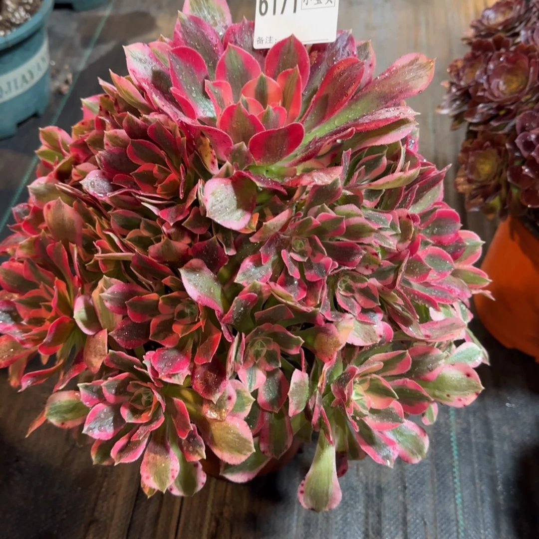 用***56171多肉女郎多肉多肉