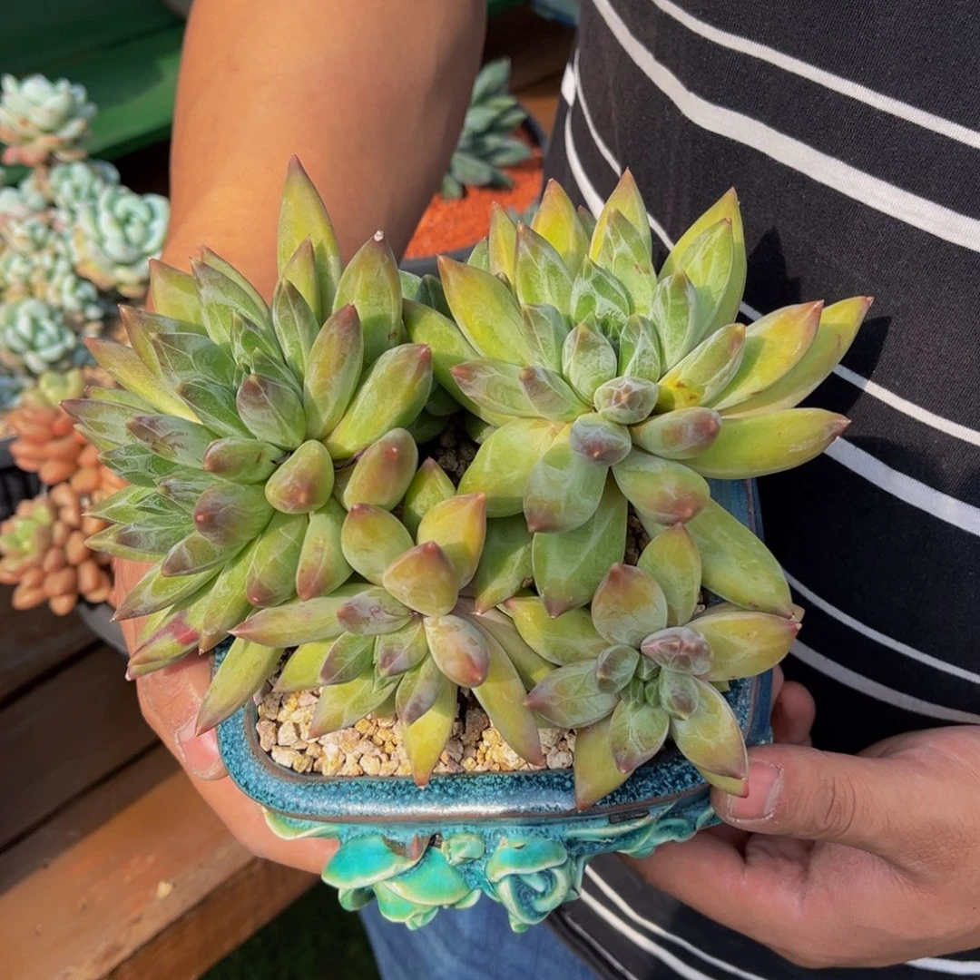 重楼老桩一物一拍