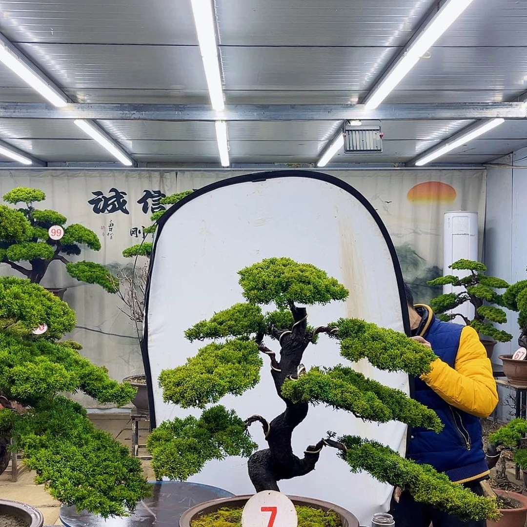 无花朵松柏盆景直播直播放漏中