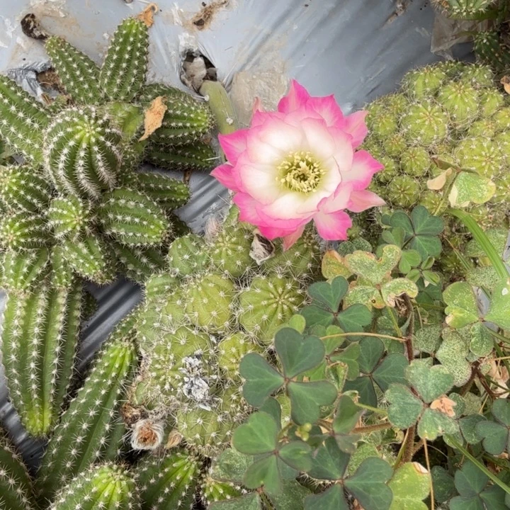 矮胖白檀1033侧芽一个