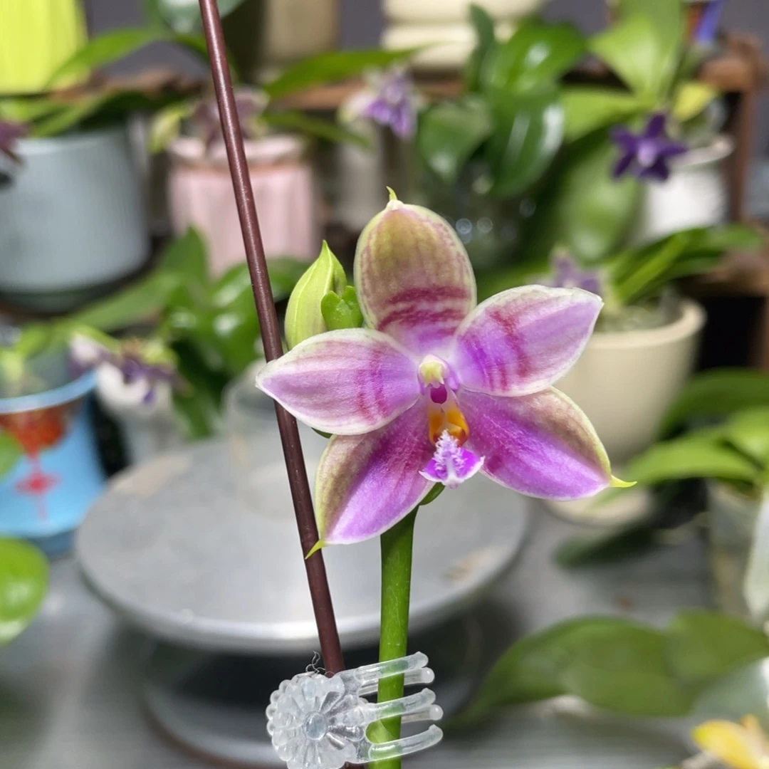 完全开放盲盒，2.5杯开花株