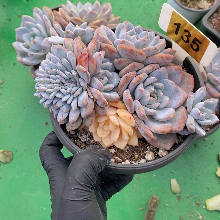宁***静135号梦露锦缀11111
