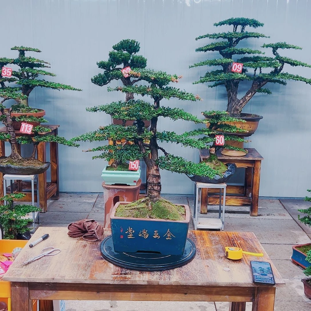 无花朵红芽珍珠罗汉松