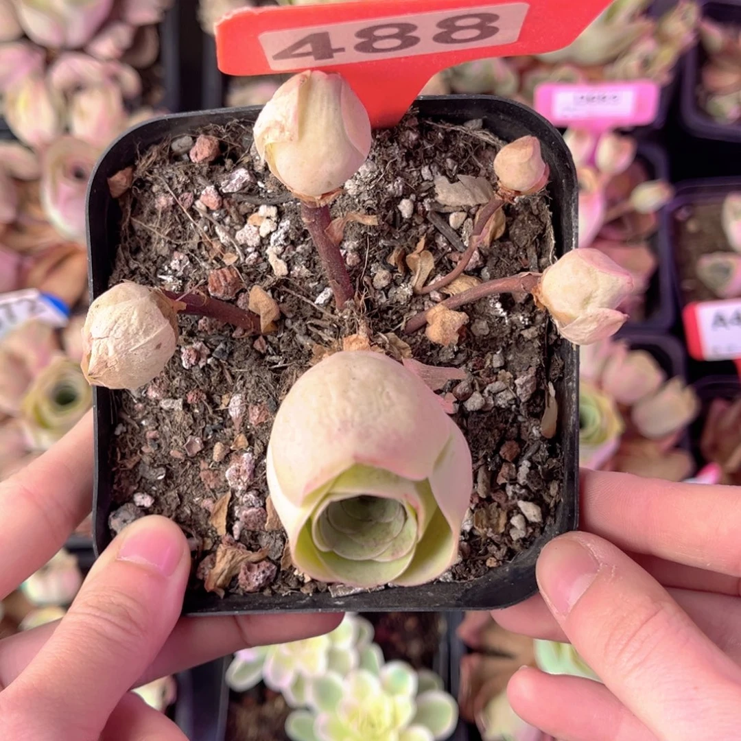 单品一物一拍488号