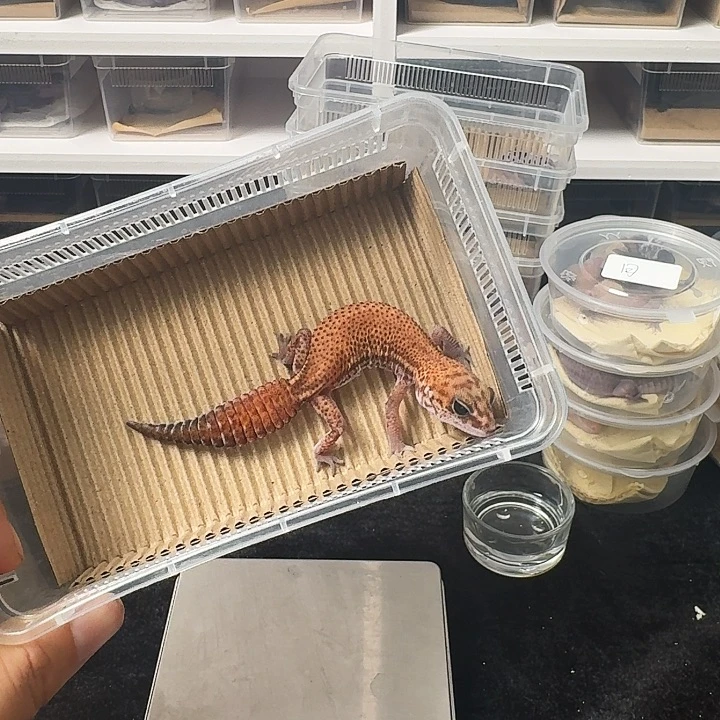 肥尾守宫无纹妹妹，搞起！