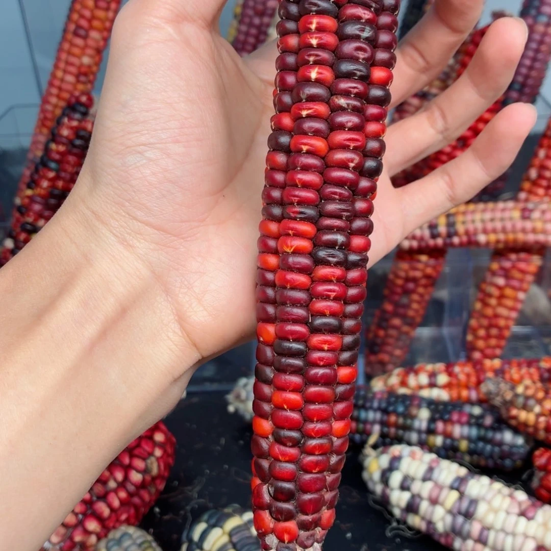 小***猫吊坠白玉菩提文玩精品文玩精品