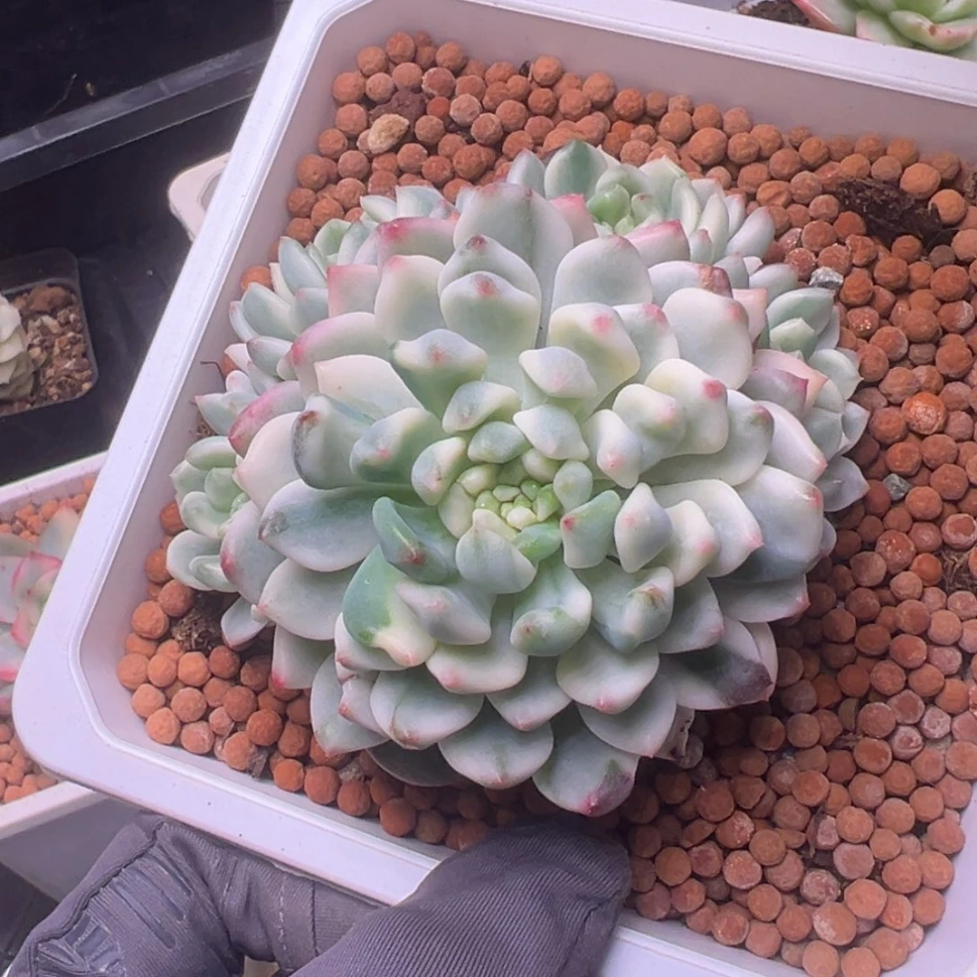 蓝苹果锦，无砍群生。