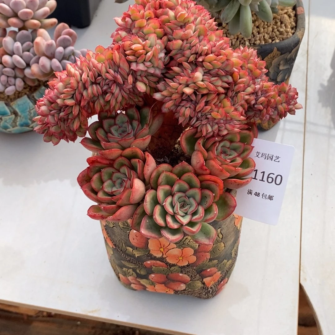 荷花缀化多肉多肉1160