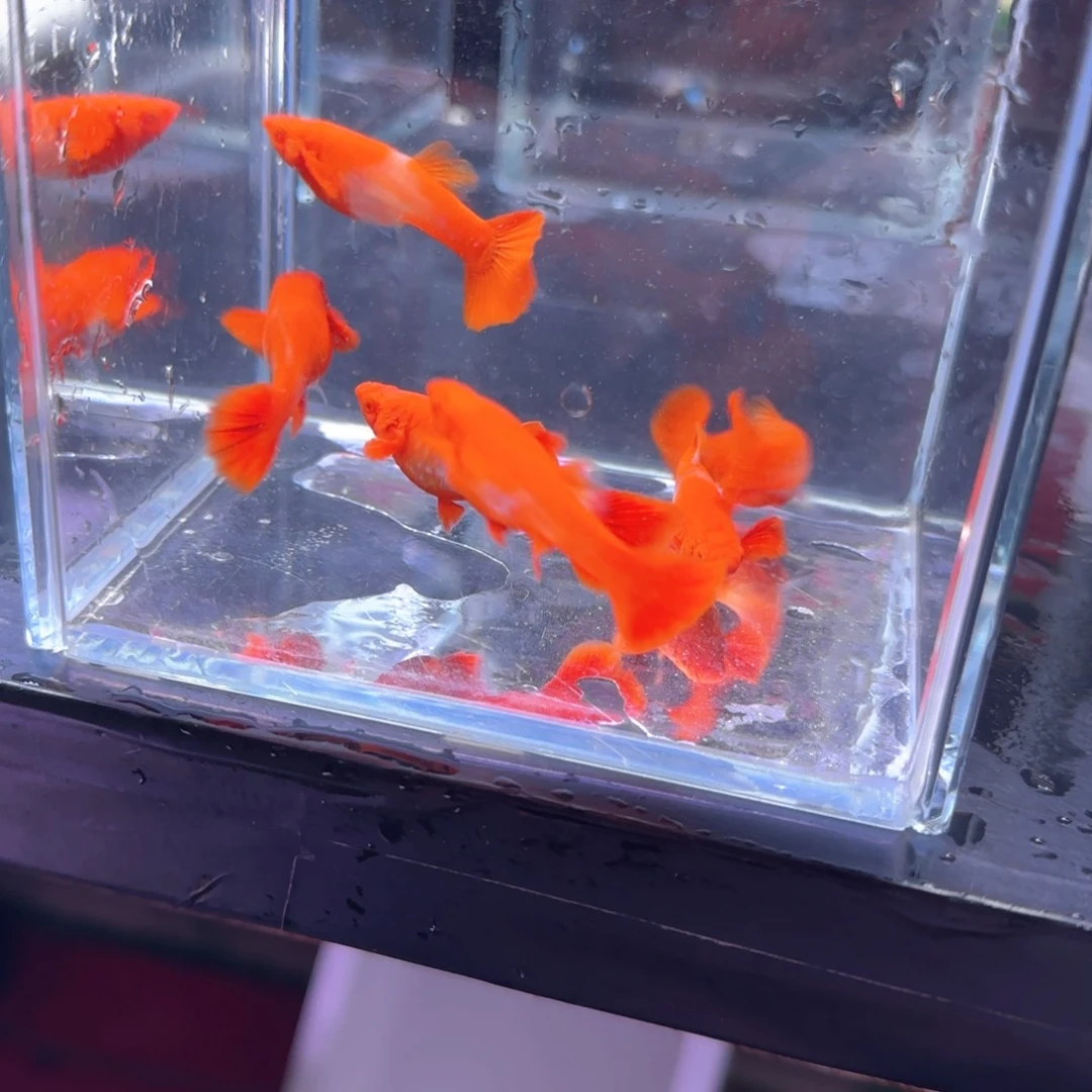孔雀鱼鸿运分水6条