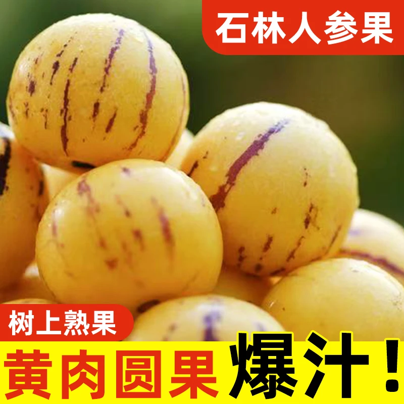 【树上熟】正宗云南石林人参果黄肉多鲜汁产地直发现摘现发应季水果