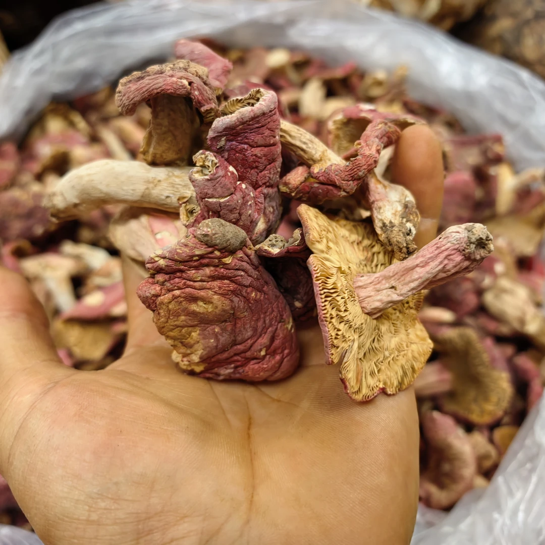 云南大山里的野生红菇月子菇煲汤滋补佳品