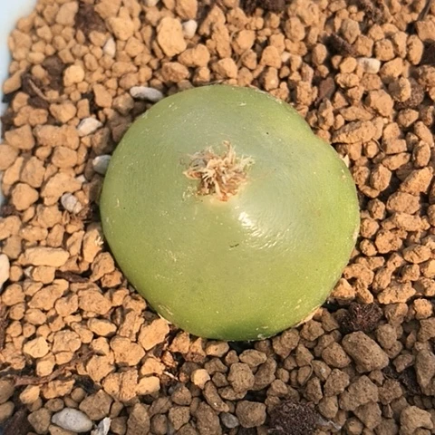 多肉肉锥 3.2Cm 灯泡