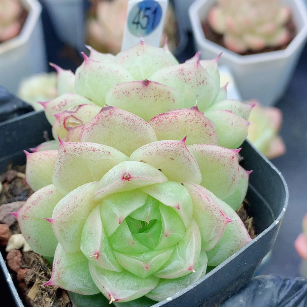 麦秆58包邮  群生不包整451