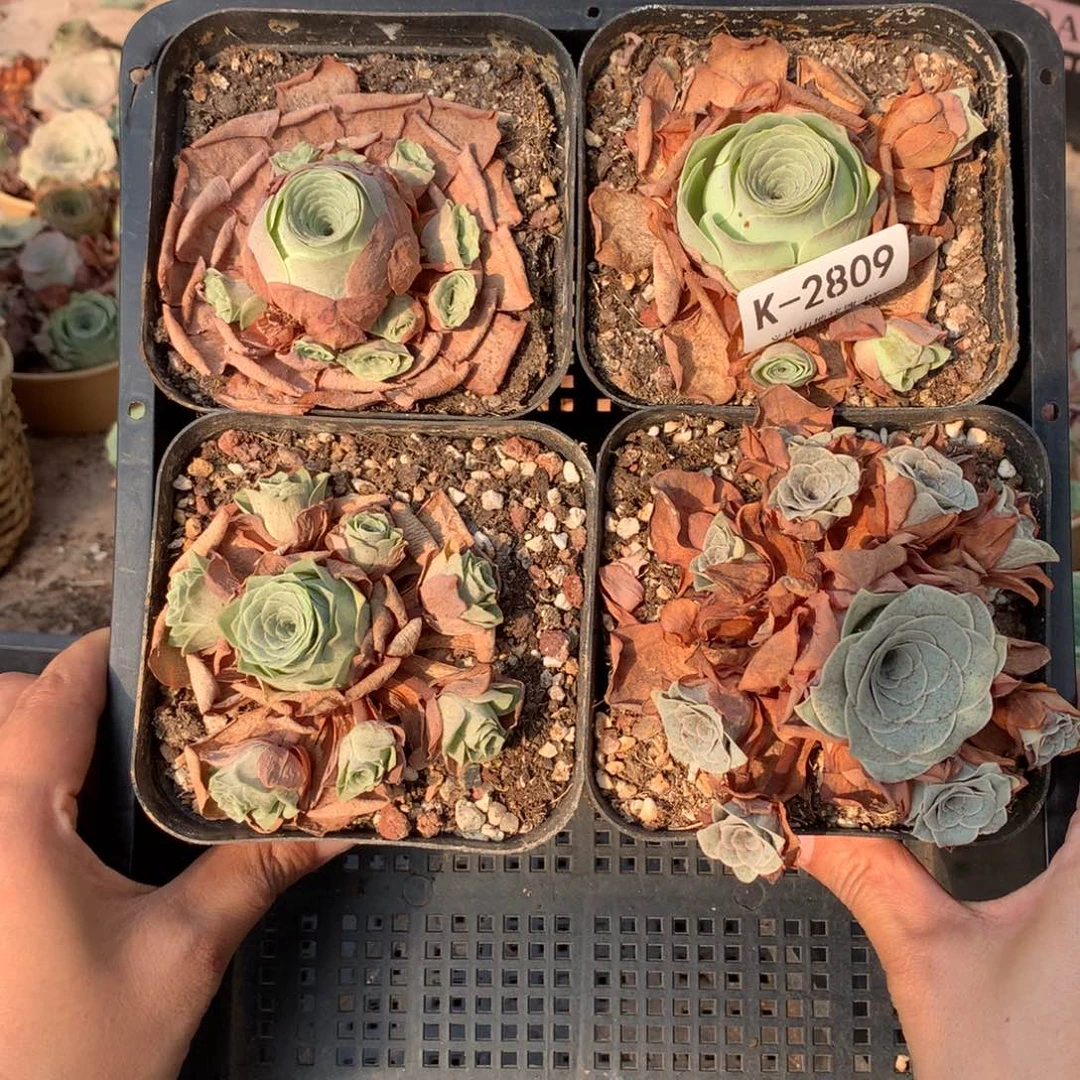 2808 会掉侧芽不售后