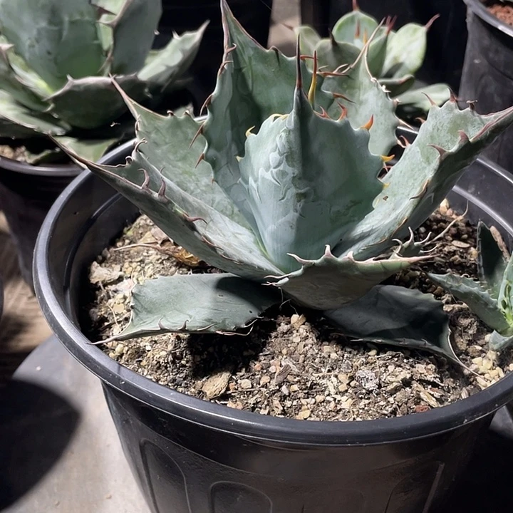 ゜****无花朵龙舌兰绿色植物