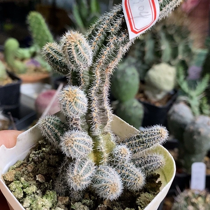 月***的潮流植物白檀一颗91304