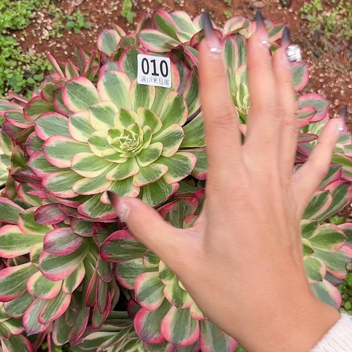 用***6010云荷朵朵发发发