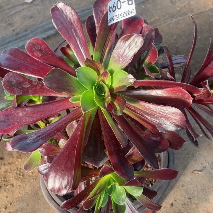 94欧若拉多肉12345678