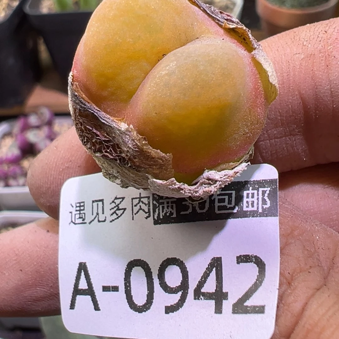 多肉植物111111111111111