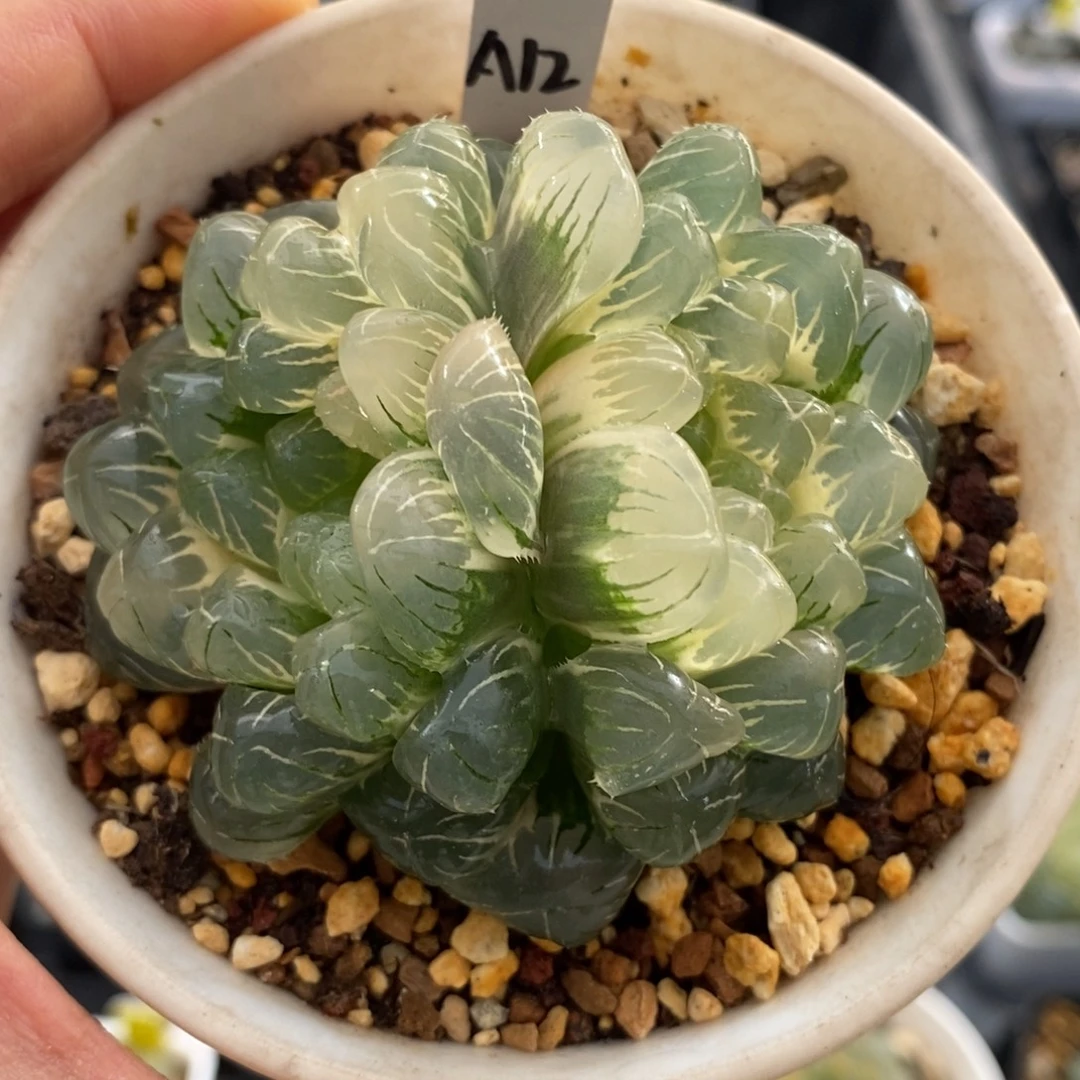 A12湖斑湖水玉露锦