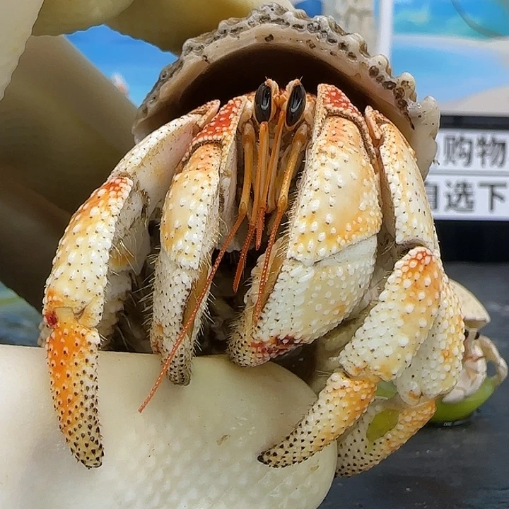 A41红肩毛球2.6cm口径