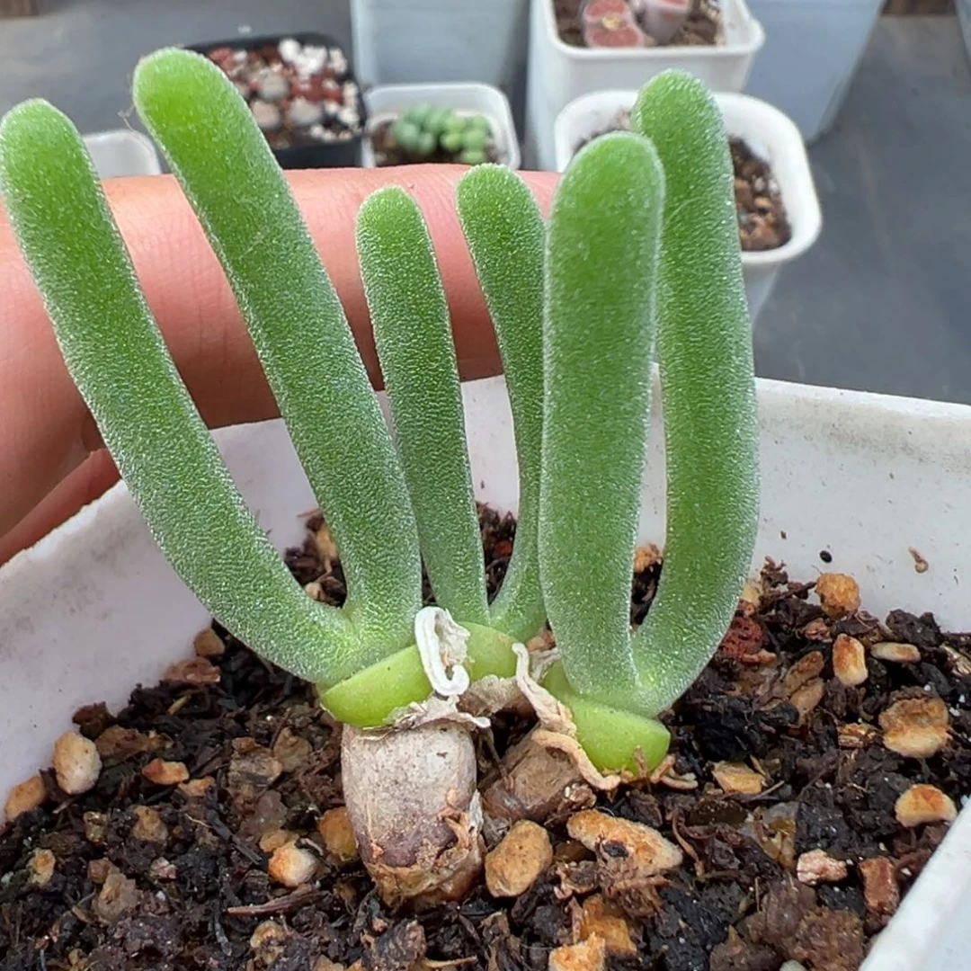 11.9好看的多肉脱土发货800