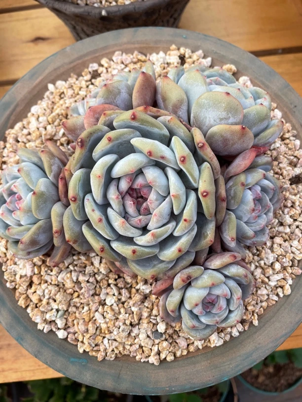 多肉植物紫皮星影趴地多头。