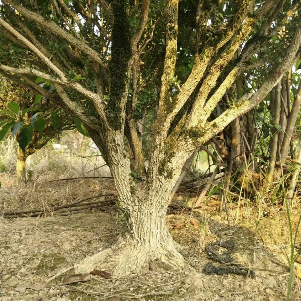 黄杨石楠花罗汉松盆景哈尔滨素材基地蕊帽忍冬白蜡树