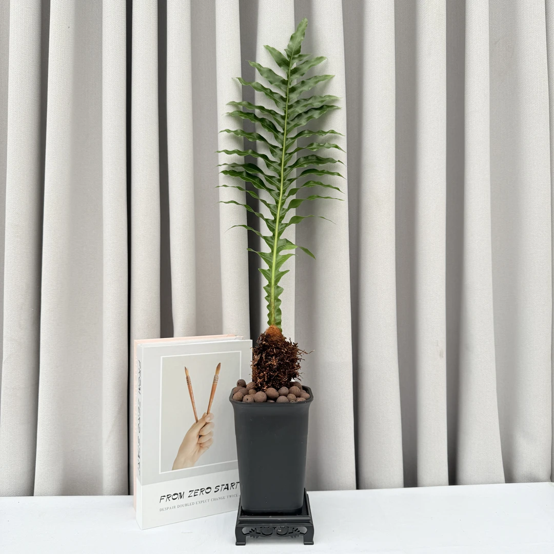 王冠蕨盆栽室内办公室绿植蕨类盆栽净化空气耐阴好养四季常青植物