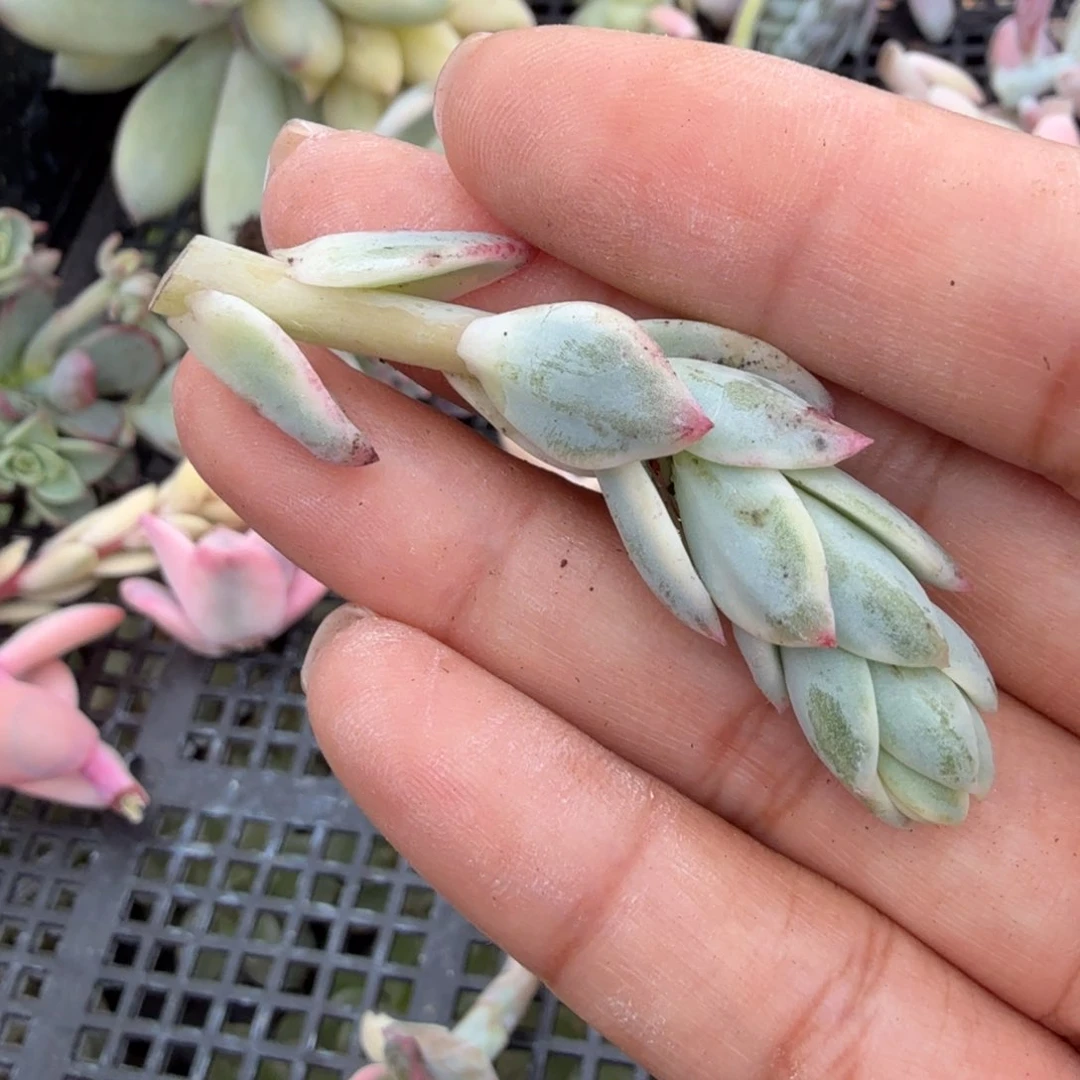 紫*伊丽莎白锦一颗多肉锦花剑