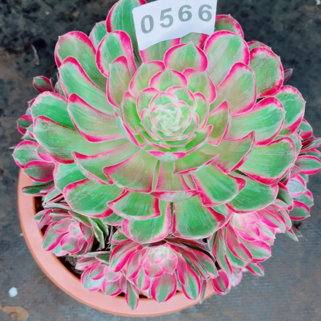 新品孔雀翎特价多肉