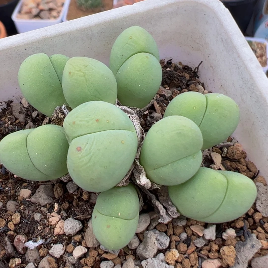 118多肉植物百科植物