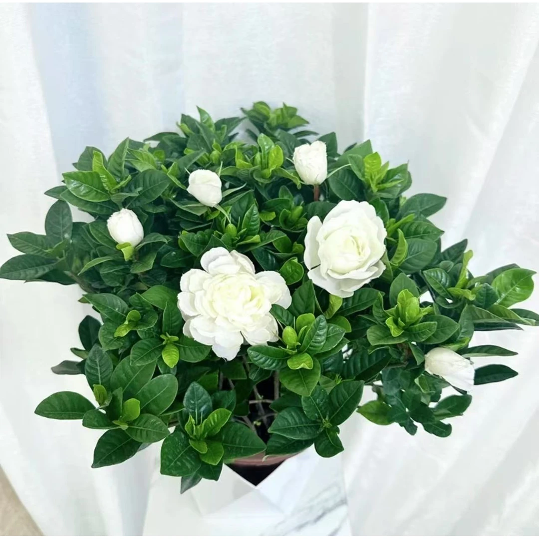 【新疆包邮】大叶重瓣带花苞栀子花盆栽室内四季开花水培浓香绿植