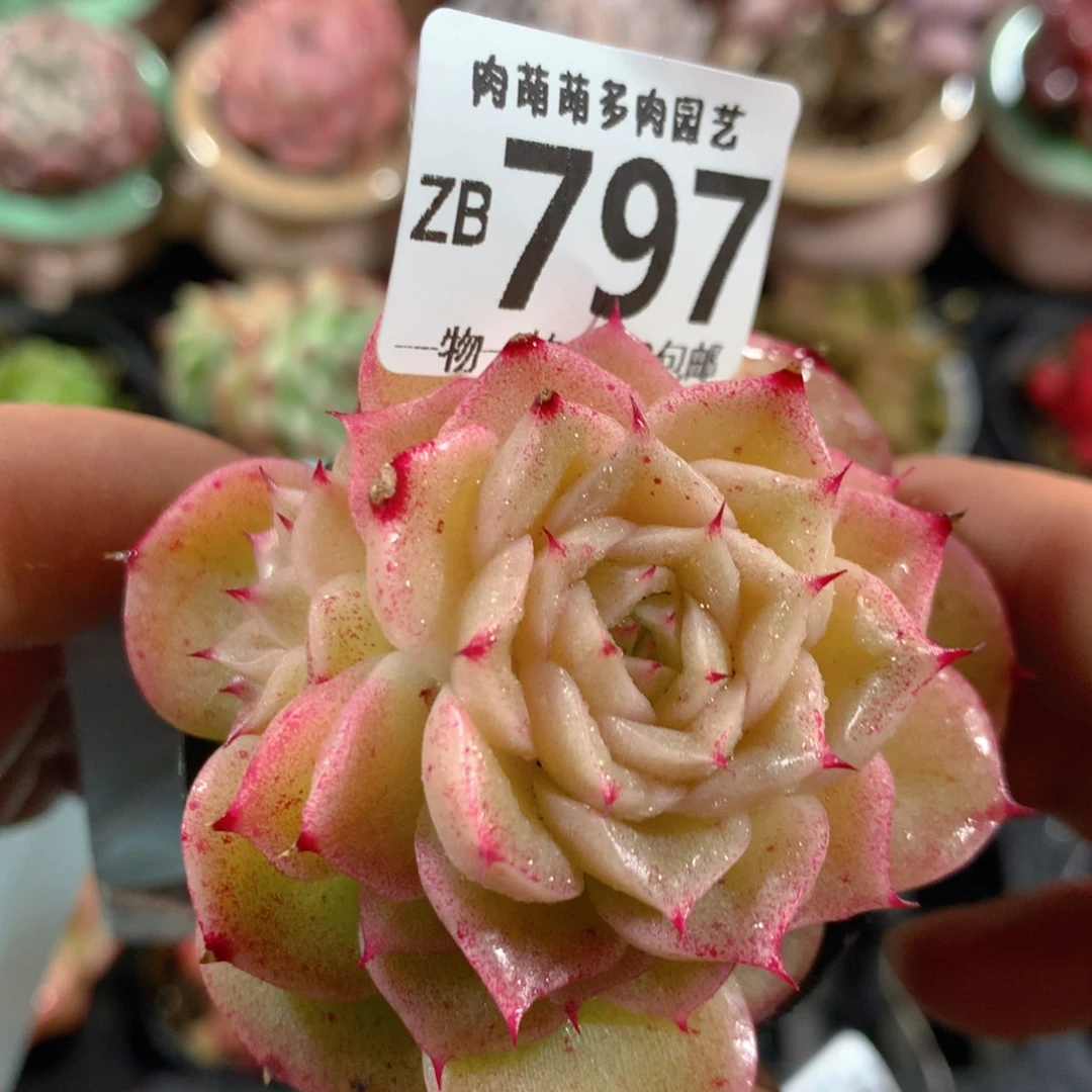 5CM拇指盆精控多肉ZB797