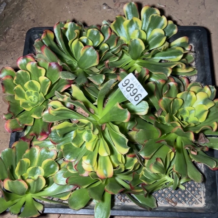 黎***后特斯拉多肉植物砍头法师9896