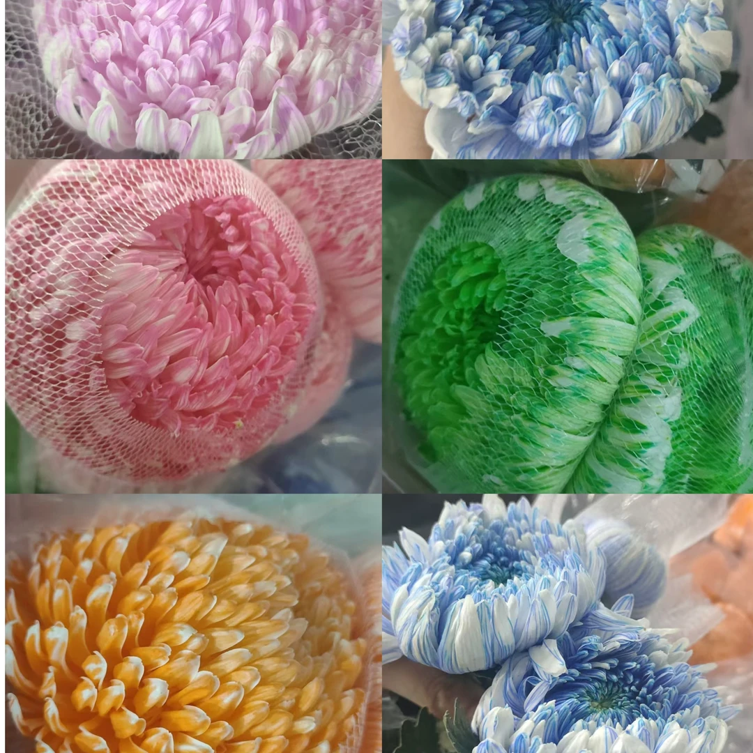 套餐78 A级混色牡丹菊5支+混色单瓣香香紫罗兰一把