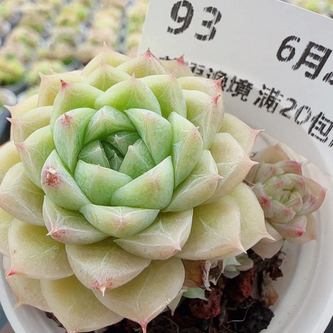 花语逸镜0628-93散