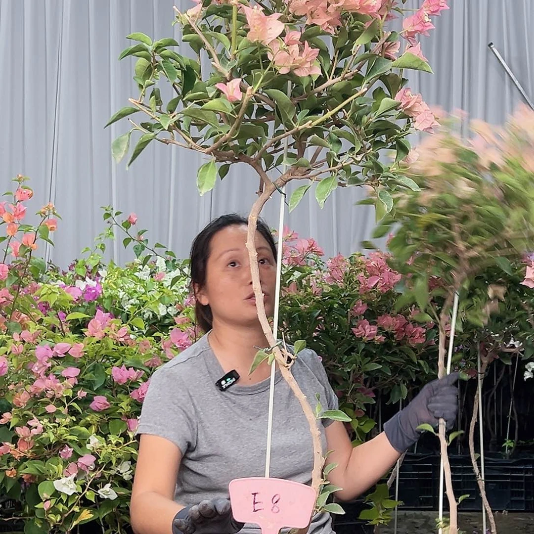 防***安当前无花栽培后可以开花E8卡亚塔