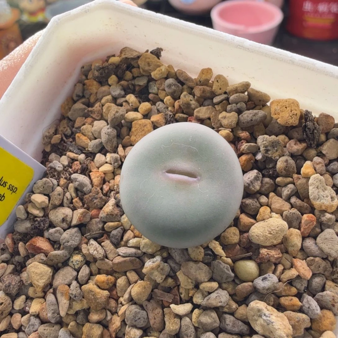 11-7-c4 1545 韩国v嘴