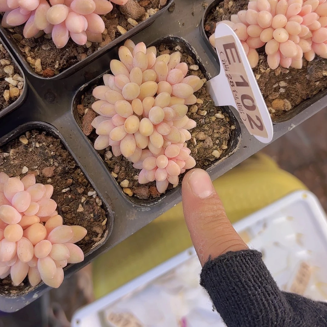 E102星黛露一物一拍