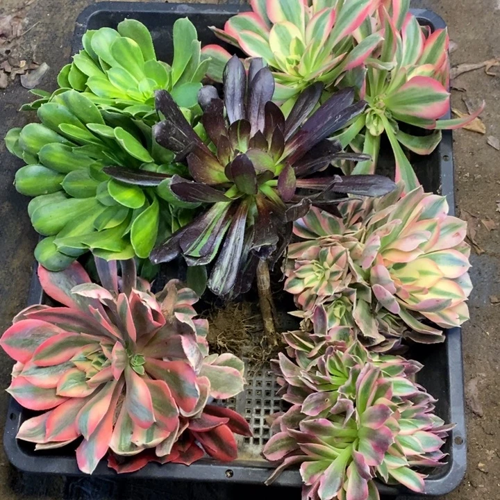 6颗多肉断头不包642