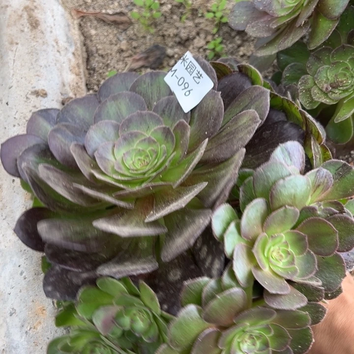 墨染多肉植物096