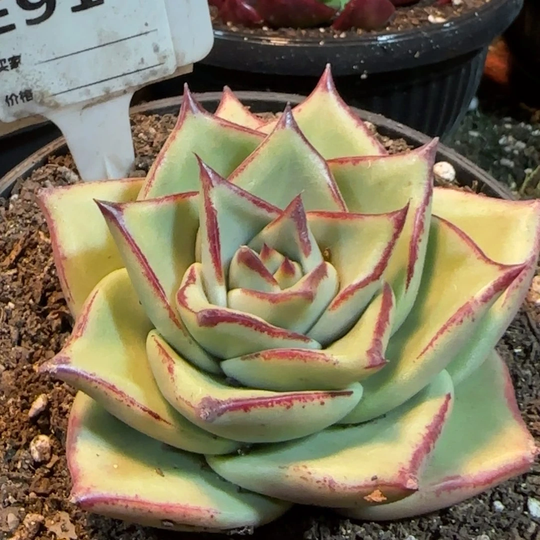 乌木914一物一拍包装收缩花旱