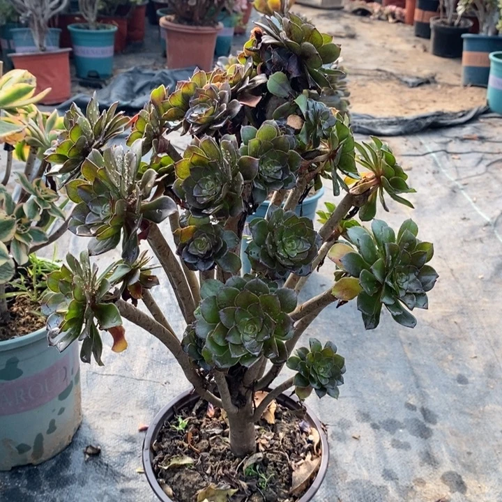 灰法多肉植物63。