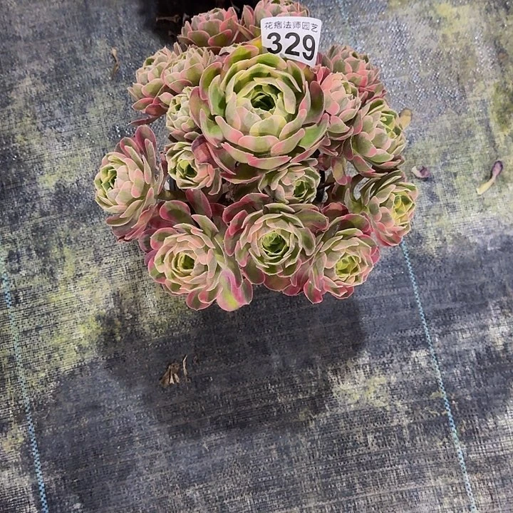 粉女郎32900000000