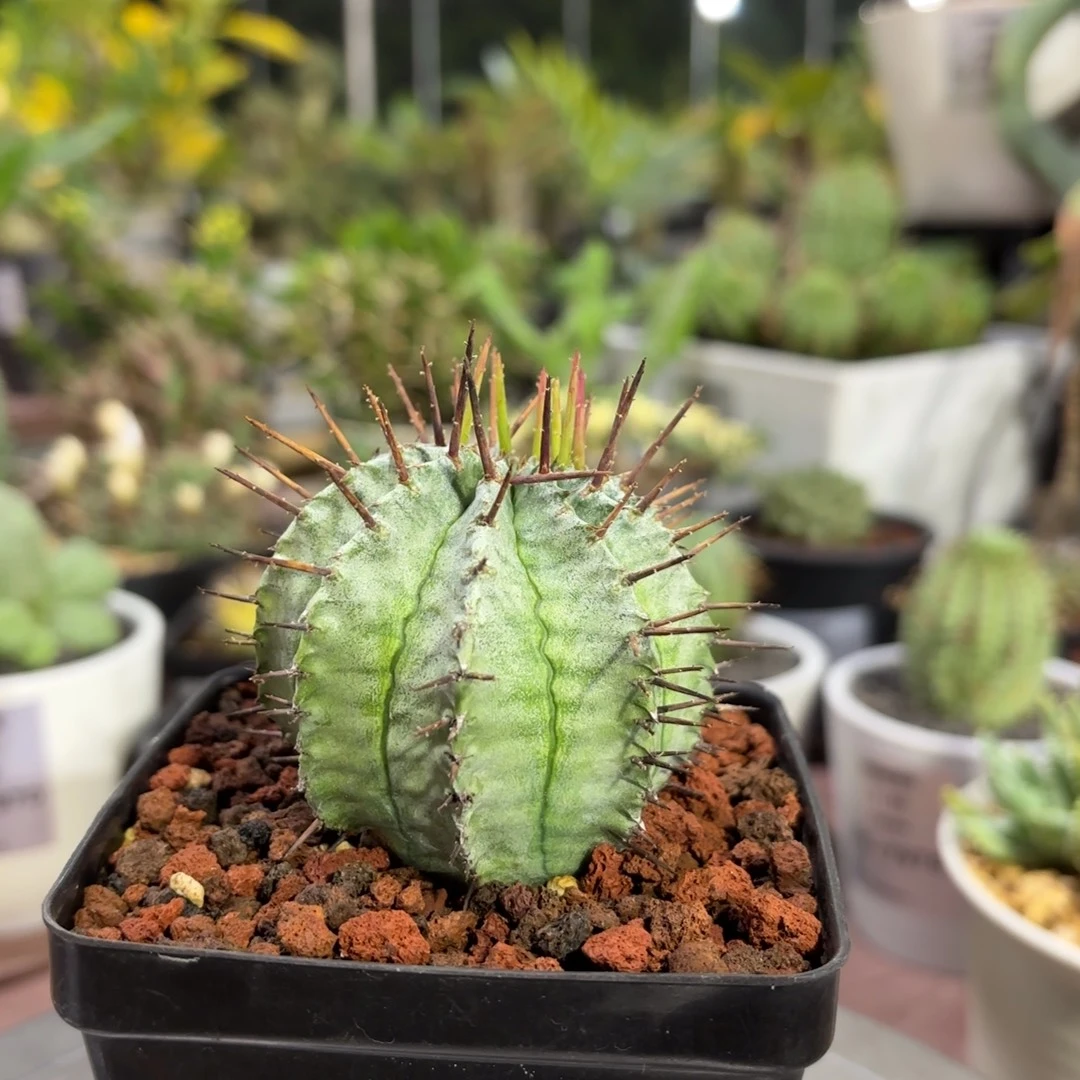 魁伟玉大戟FC-7856.