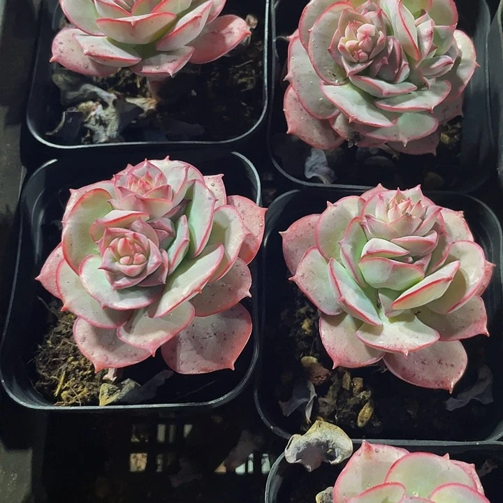 6.5方克罗地亚玫瑰