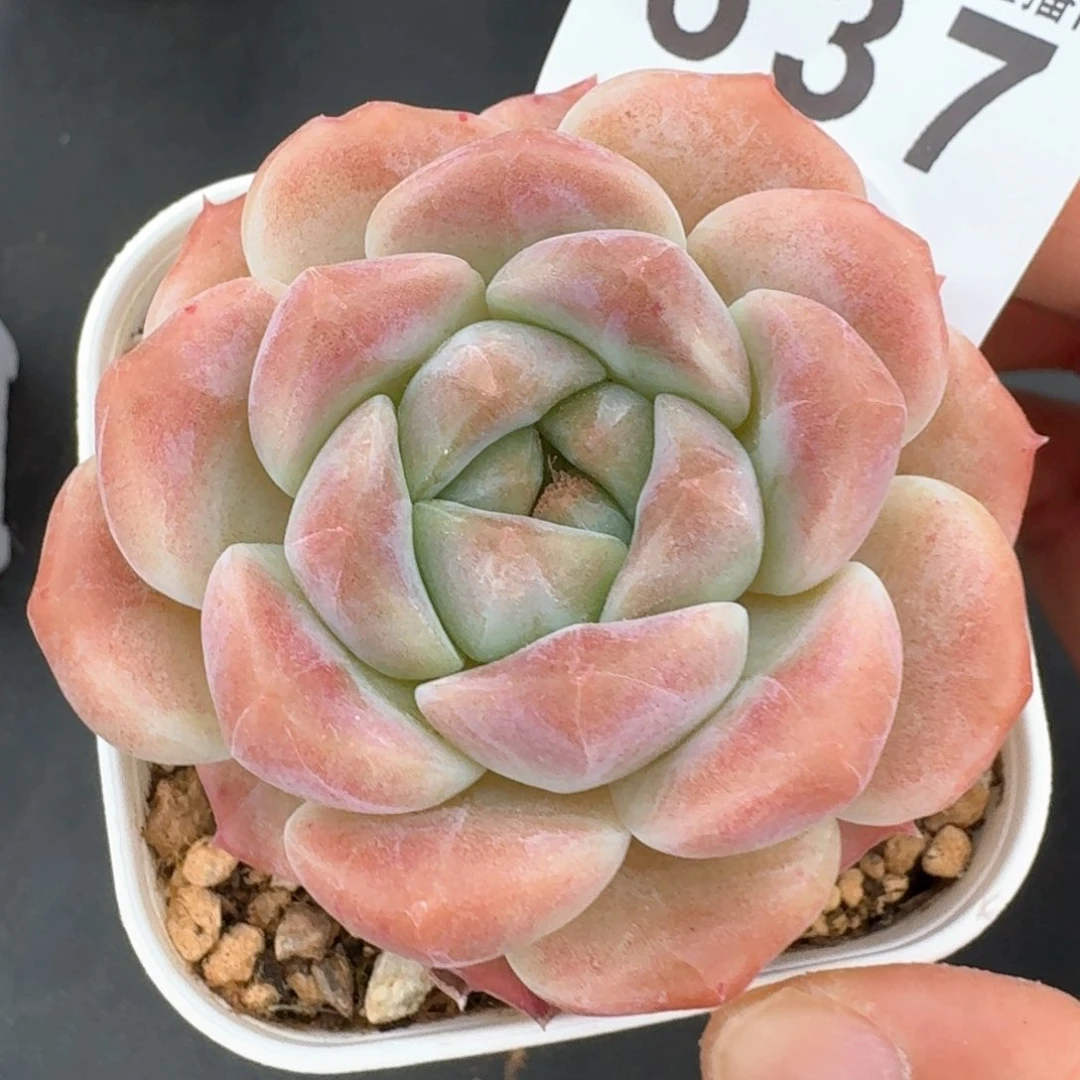 冰魄开播福利         多肉植物