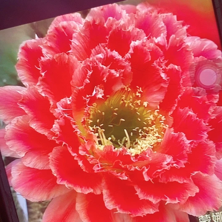 蒙娜丽莎侧芽5公分毛花柱