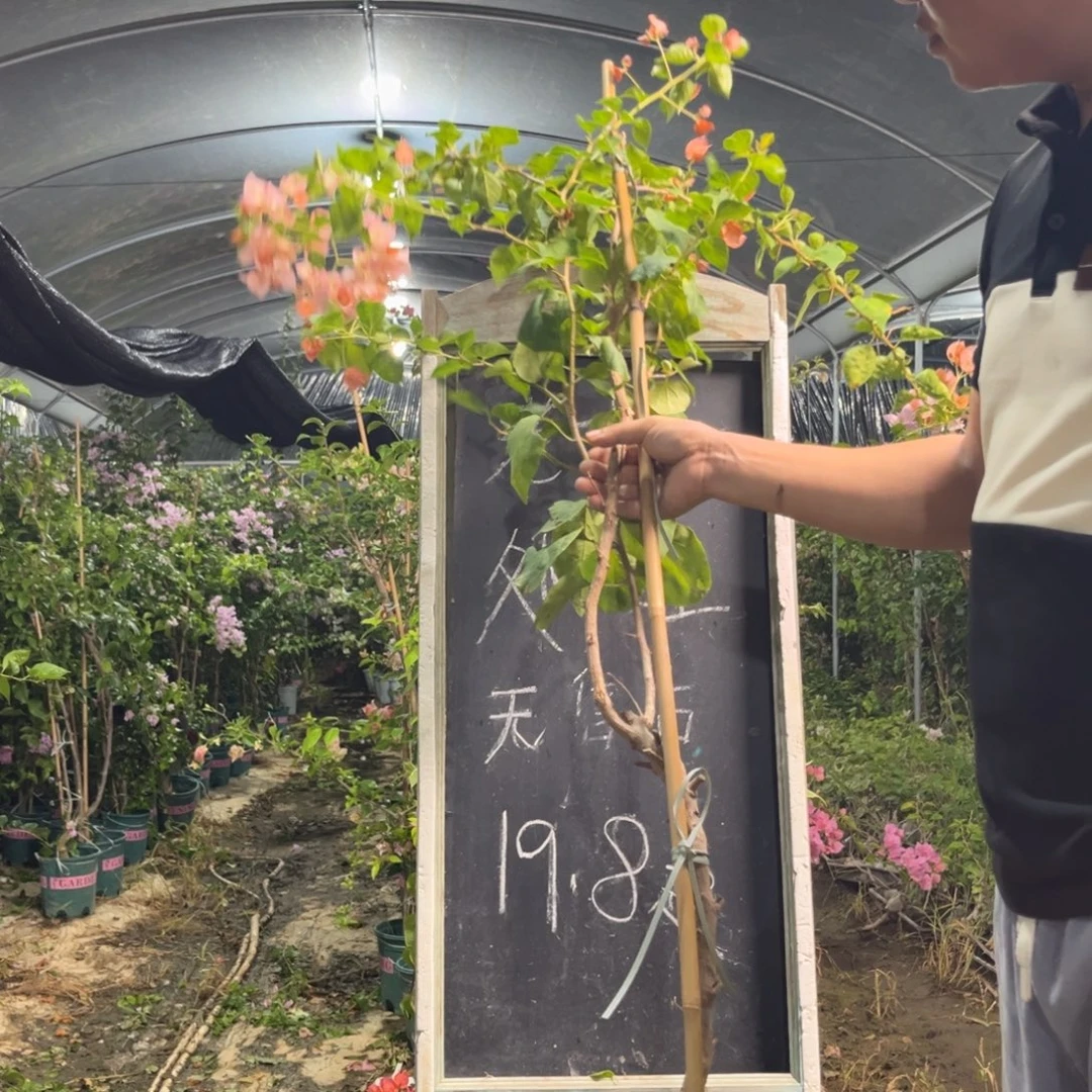 无花朵三角梅三角梅75